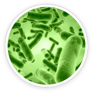 PrimeBiome - Ingredients